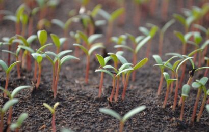 Co začít pěstovat už na začátku února: Semínka, která můžete vysít doma Co začít pěstovat už na začátku února: Semínka, která můžete vysít doma