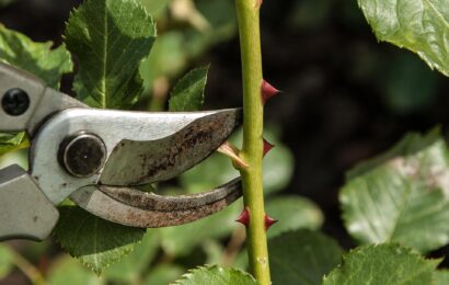 Jarní řez stromů a keřů v březnu: co stříhat pro bohatou úrodu i kvetení